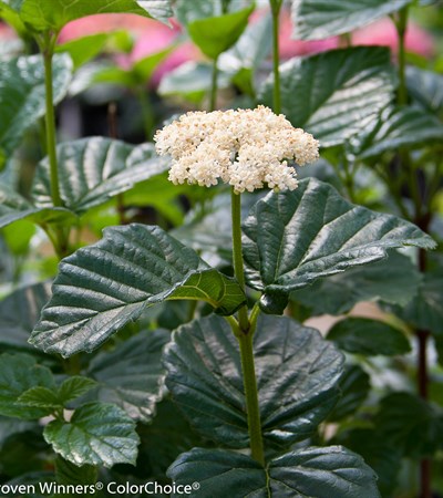 Viburnum All That Glows®